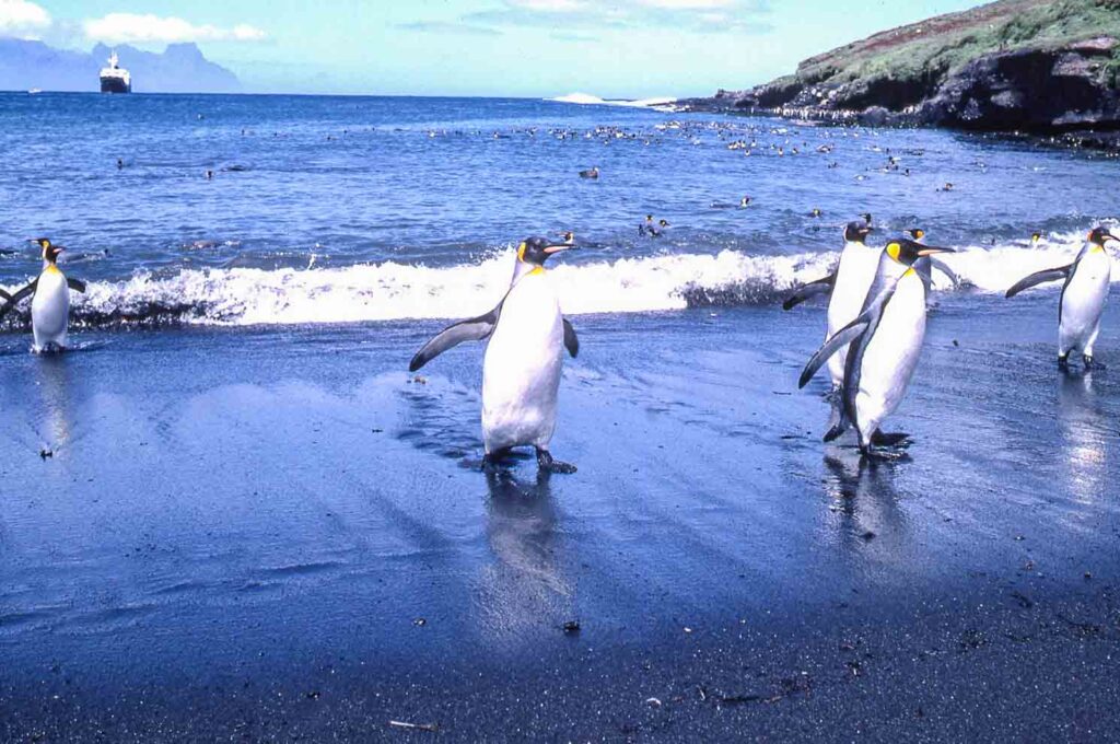 Manchots sur plage à Crozet (TAAF)